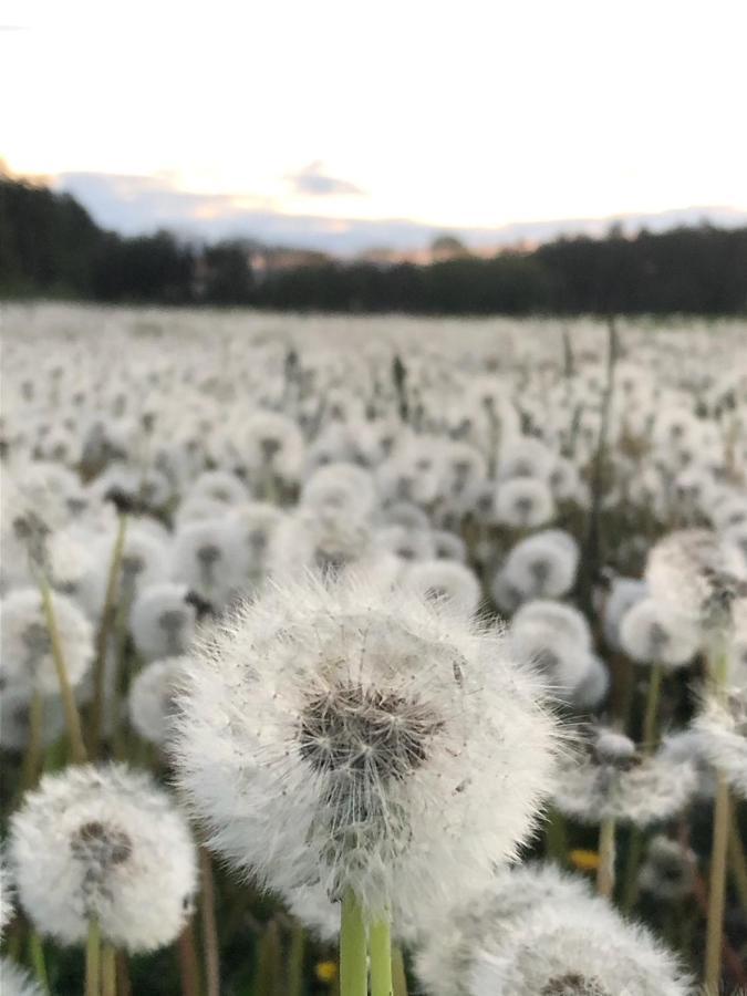 Gezellige Villa Met Open Haard En Zonnige Tuin. Doische Kültér fotó